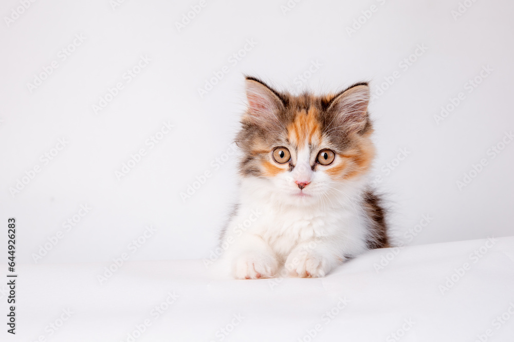 cute fluffy pet kitten lying on a white background look at the camera. the head of a kitten with its paws raised, peeking through an empty white sign with the inscription. A domestic kitten looks out cute fluffy pet kitten lying on a white background look at the camera. the head of a kitten with its paws raised, peeking through an empty white sign with the inscription. A domestic kitten looks out