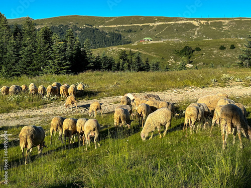 shepherd grazing his sheep in the countryside , natural feeding animals concept , pasture livestock