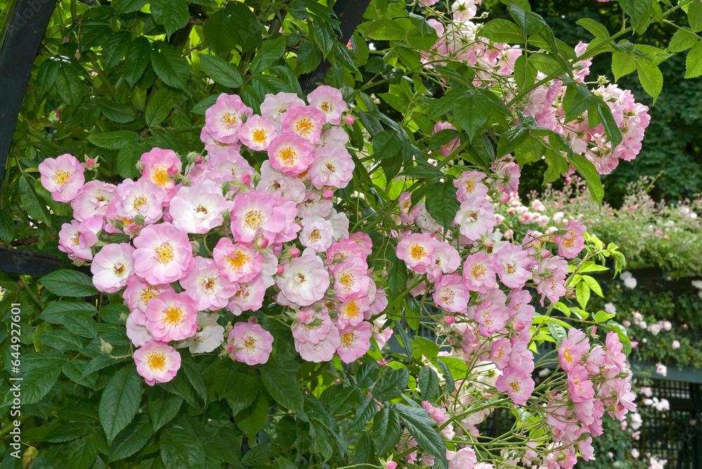 Rosier, Rose 'Apple Blossom'