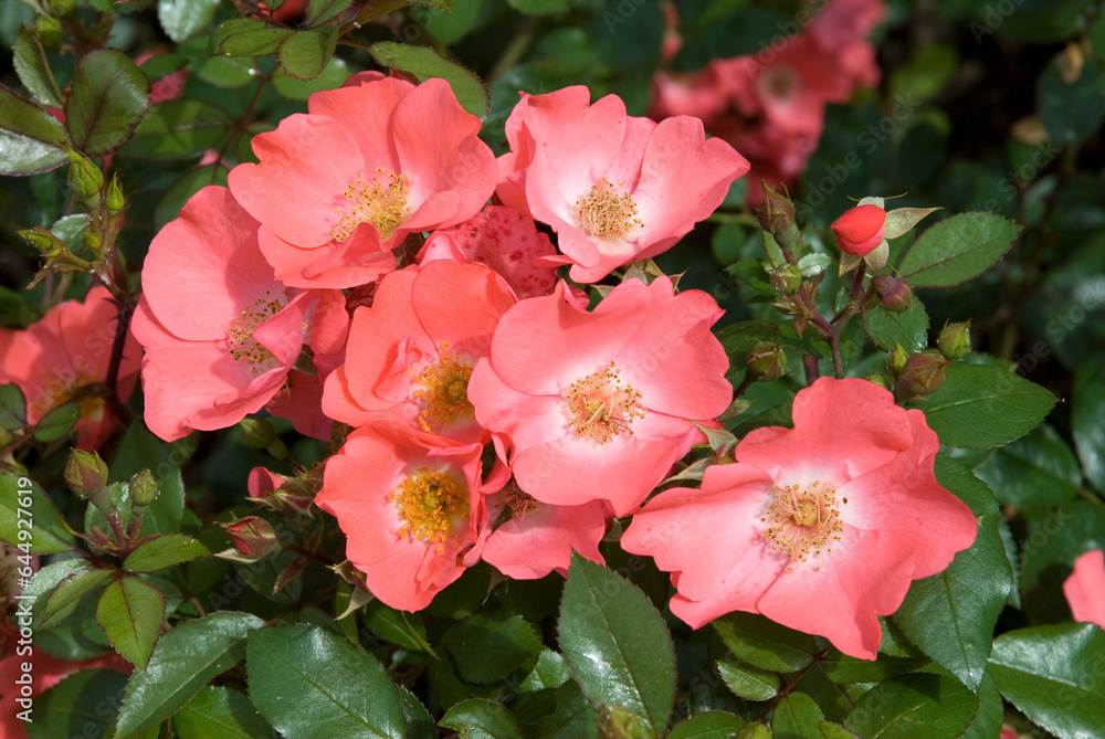 Rosier, Rose 'Douceur Normande'