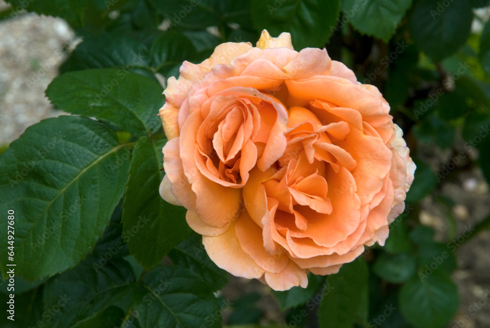 Rosier, Rose 'Polka 91' Rosier, Rose 'Polka 91'