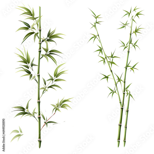 Bamboo Plant Green vector graphic