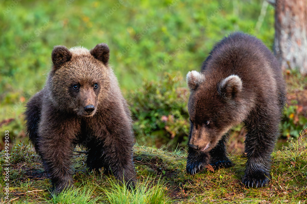 brown bear cubs in the forest brown bear cubs in the forest
