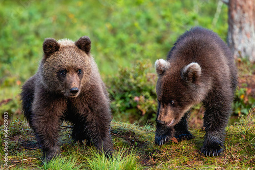 brown bear cubs in the forest photo