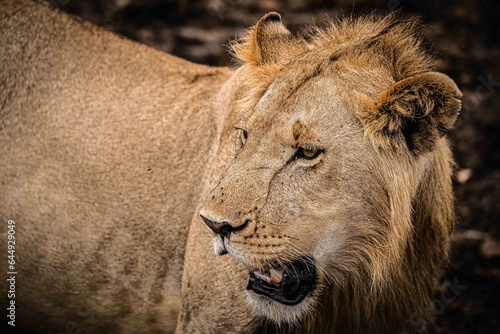 Male lion in Masai Mara