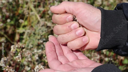 A man shows a close-up of just plucked buckwheat florets. Then he peels the seeds and shows the buckwheat on the palm of his hand in close-up. High quality video