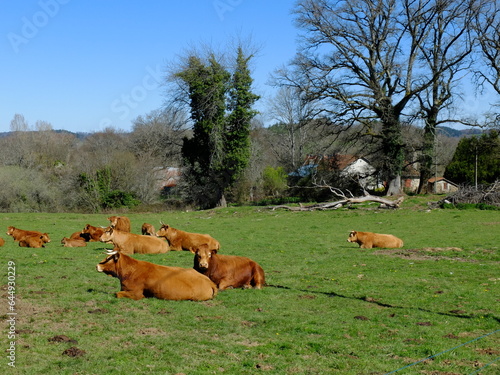 Tours de Merle et Carbonnières (Corrèze) photo