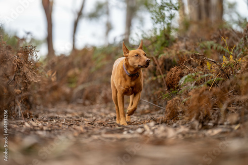 kelpie dog off lead in the bush in a trail in australia