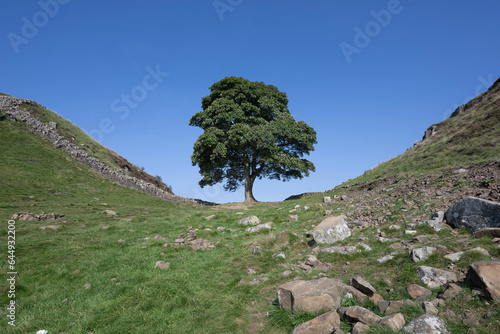 Sycamore gap on a cloudless day