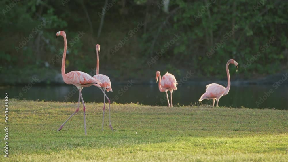 Bird Wildlife - American Flamingo in Super Slow Motion 4K 120fps Bird Wildlife - American Flamingo in Super Slow Motion 4K 120fps