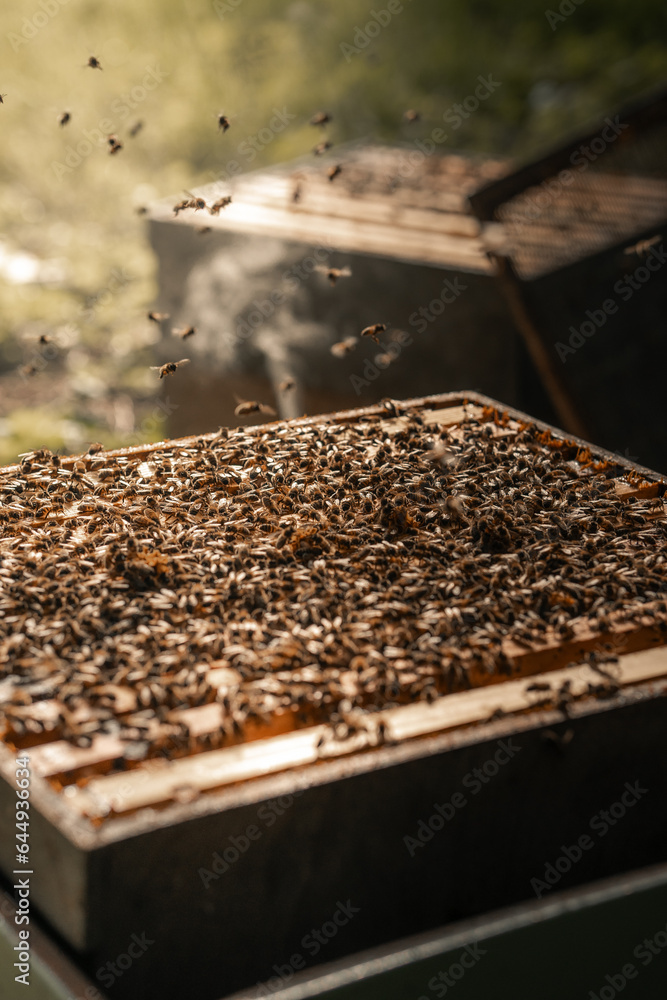 Honey bees busy working on a man made bee hive Honey bees busy working on a man made bee hive
