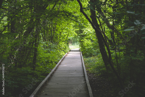 path in the forest