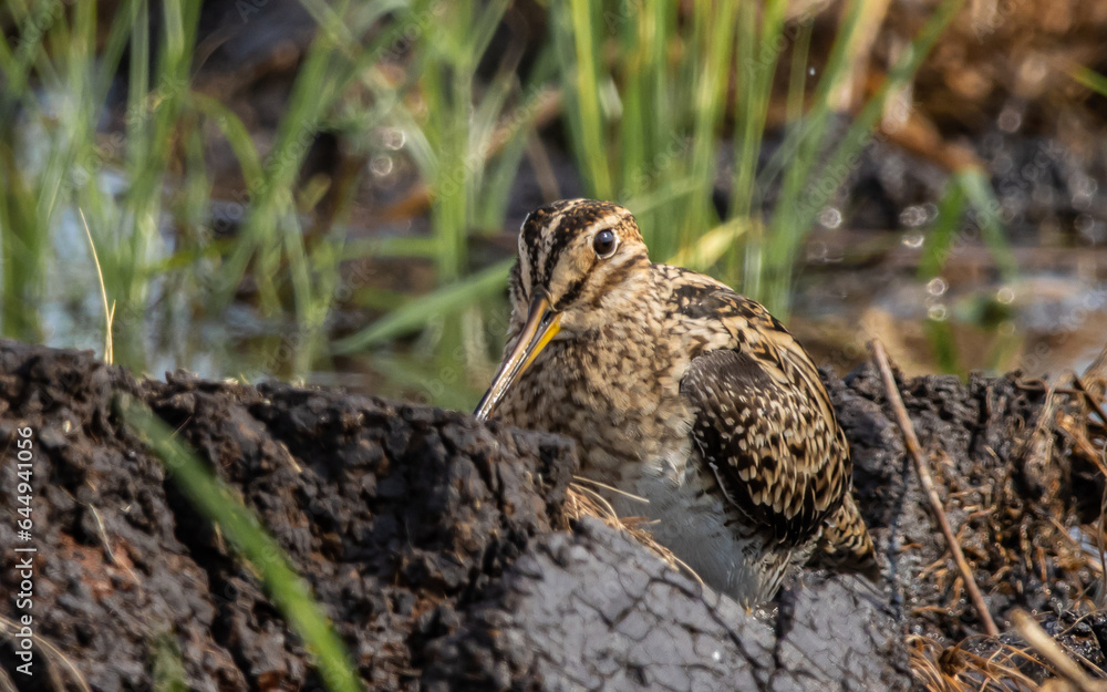 Pintail Snipe on the ground animal portrait. Pintail Snipe on the ground animal portrait.