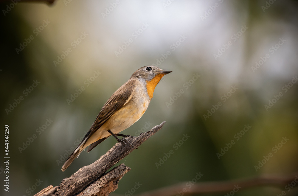 Red-breasted Flycatcher on the branch tree. Red-breasted Flycatcher on the branch tree.