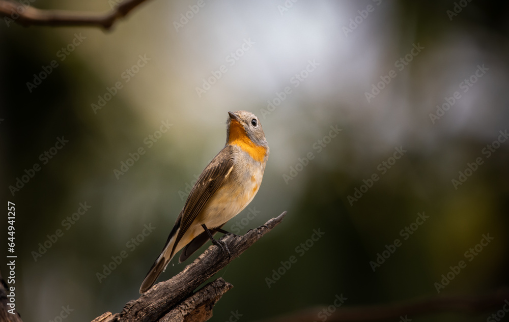Red-breasted Flycatcher on the branch tree. Red-breasted Flycatcher on the branch tree.