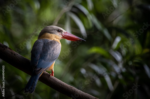 Stork-billed Kingfisher on the branch tree.