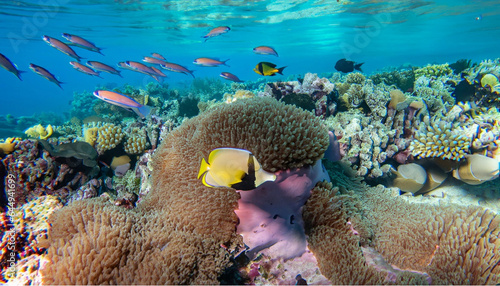 Cororful unterwater world with seagrass  coral reefs and fishes