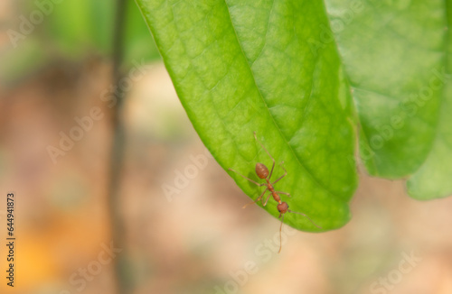 Red ants or Oecophylla smaragdina on the leaf photo