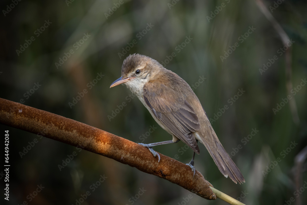Fototapeta premium Oriental Reed Warbler Standing on a tree stump with a black background.