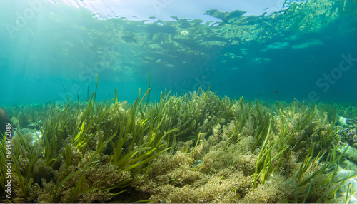 Cororful unterwater world with seagrass, coral reefs and fishes photo