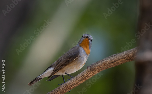 Red-breasted Flycatcher on the branch tree. © photonewman