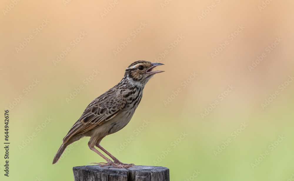 Indochinese Bushlark animal portrait close up shot. Indochinese Bushlark animal portrait close up shot.