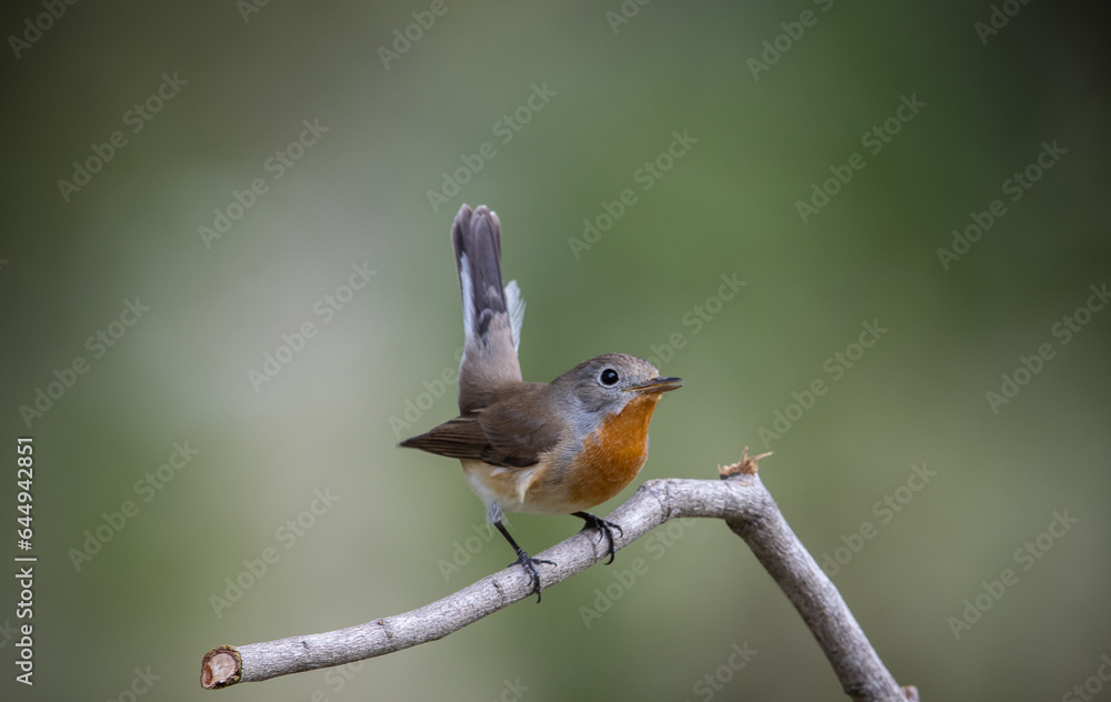 Fototapeta premium Red-breasted Flycatcher on the branch tree animalportrait.