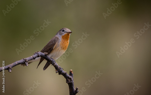 Red-breasted Flycatcher on the branch tree animalportrait.