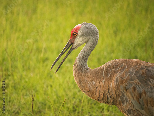 Sandhill Crane in Florida hunting for a meal in thick grass,