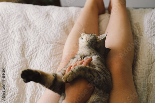 The relationship between a cat and a person. The girl's hands caress the cat. Cute cat of the Scottish straight. Cat sleeping.