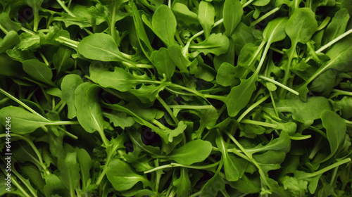 Lots of arugula. Top view of arugula. Vegetables. Agriculture.
