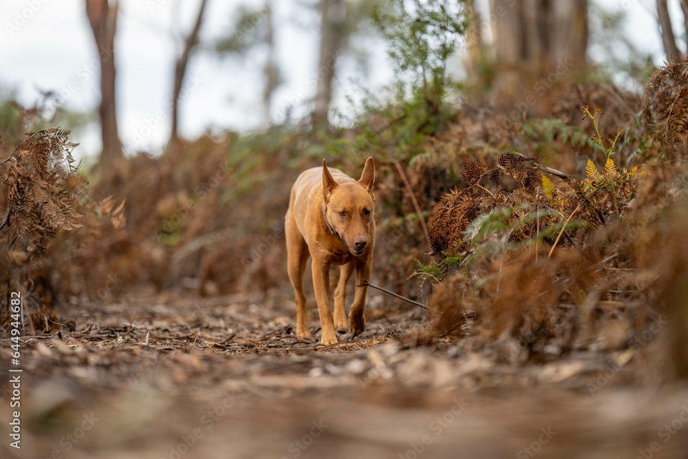 kelpie dog off lead in the bush in a trail in australia kelpie dog off lead in the bush in a trail in australia