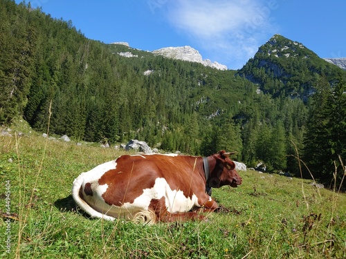 Bei der Kammerlingalm