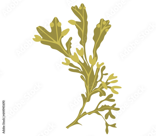 Edible seaweed fucus or bladder wrack. Algae healthy supplement. Vector illustration