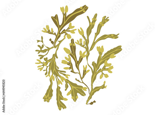 Composition of edible seaweed fucus or bladder wrack. Algae healthy supplement. Vector illustration