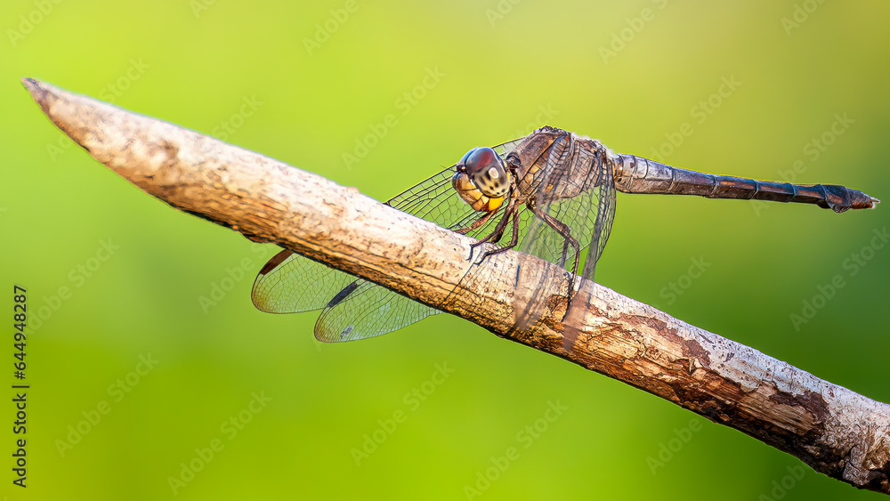 Yellow Dragonfly view on branch. Yellow Dragonfly view on branch.