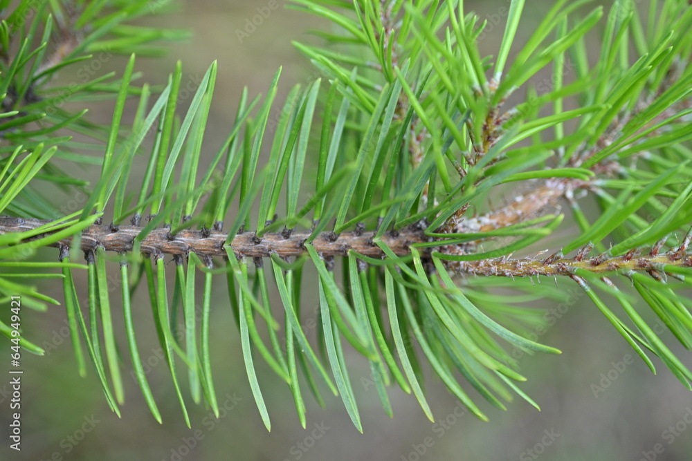 macro pine branch with cone close-up, green branches of a coniferous tree with cones