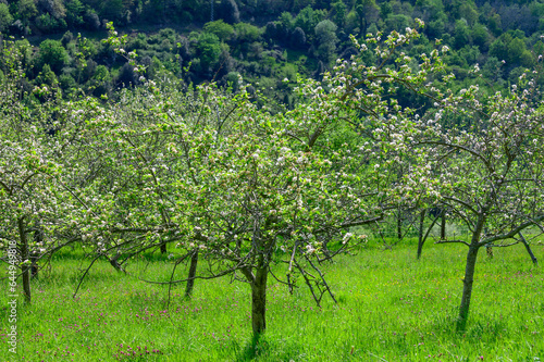 Apple tree orchards in Asturias, spring white blossom of apple trees, production of famous cider in Asturias, Comarca de la Sidra region, Spain photo