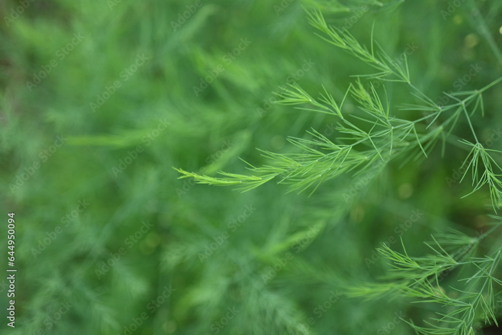gradient of green color, texture of asparagus branches, green natural background, steady development of the psyche gradient of green color, texture of asparagus branches, green natural background, steady development of the psyche