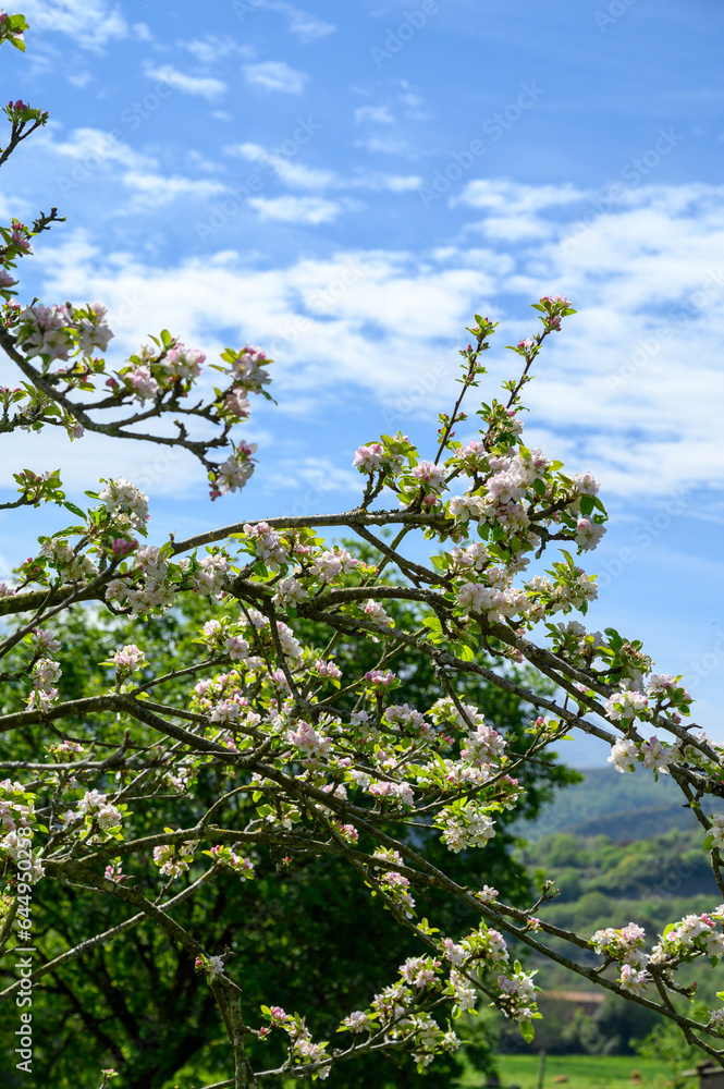 Fototapeta premium Apple tree orchards in Asturias, spring white blossom of apple trees, production of famous cider in Asturias, Comarca de la Sidra region, Spain