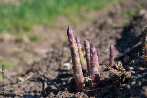 Green asparagus sprouts growing on bio farm field in Limburg, Belgium