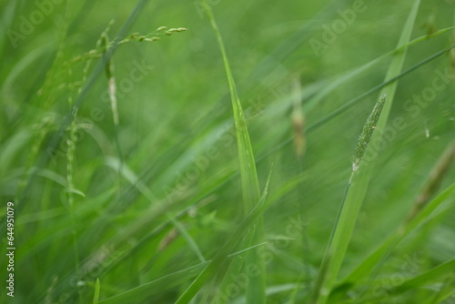 uicy green summer grass in the meadow, succulent green cereal plants in the field, tender green meadow spikelets, grass texture background, close-up spikelets moving in the wind 
