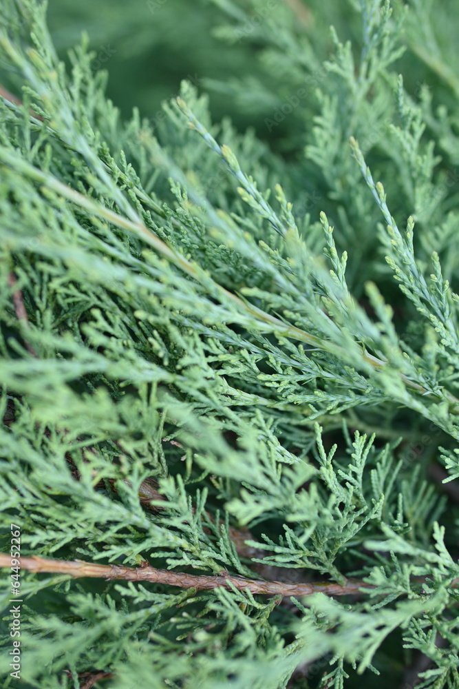 teal background of green juniper branches, dark cyan juniper bush close-up, background for banner close-up, sustainable development teal background of green juniper branches, dark cyan juniper bush close-up, background for banner close-up, sustainable development