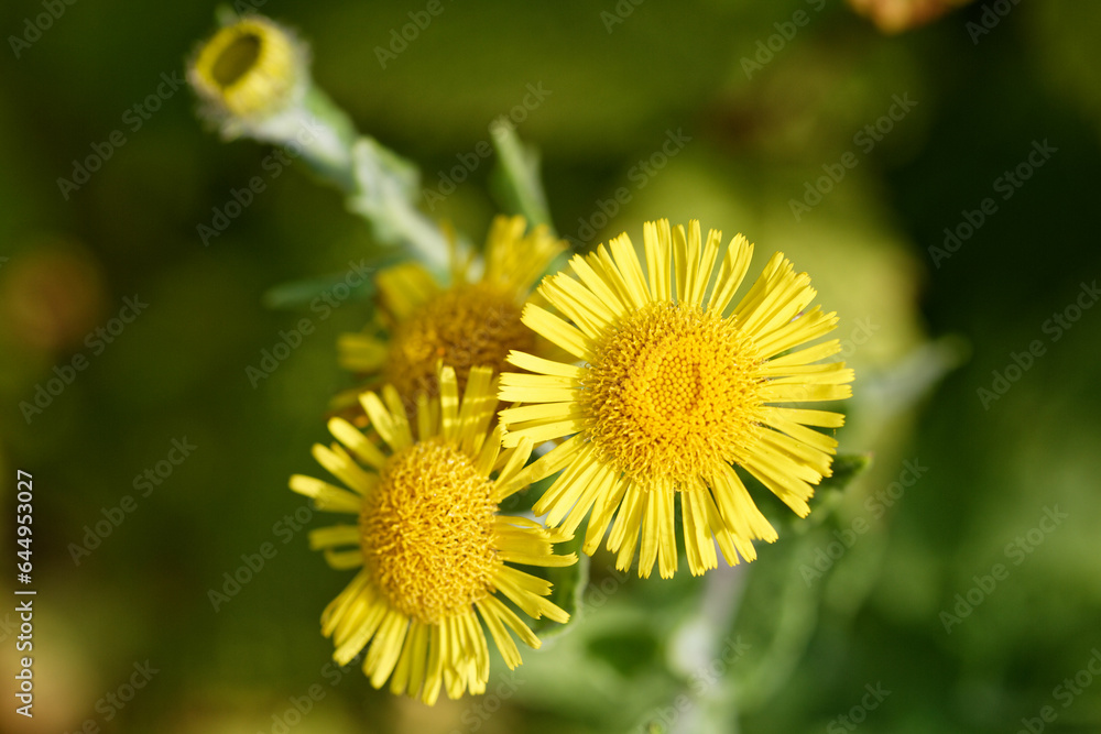 Fleurs jaunes de Pulicaire Dysentérique Fleurs jaunes de Pulicaire Dysentérique