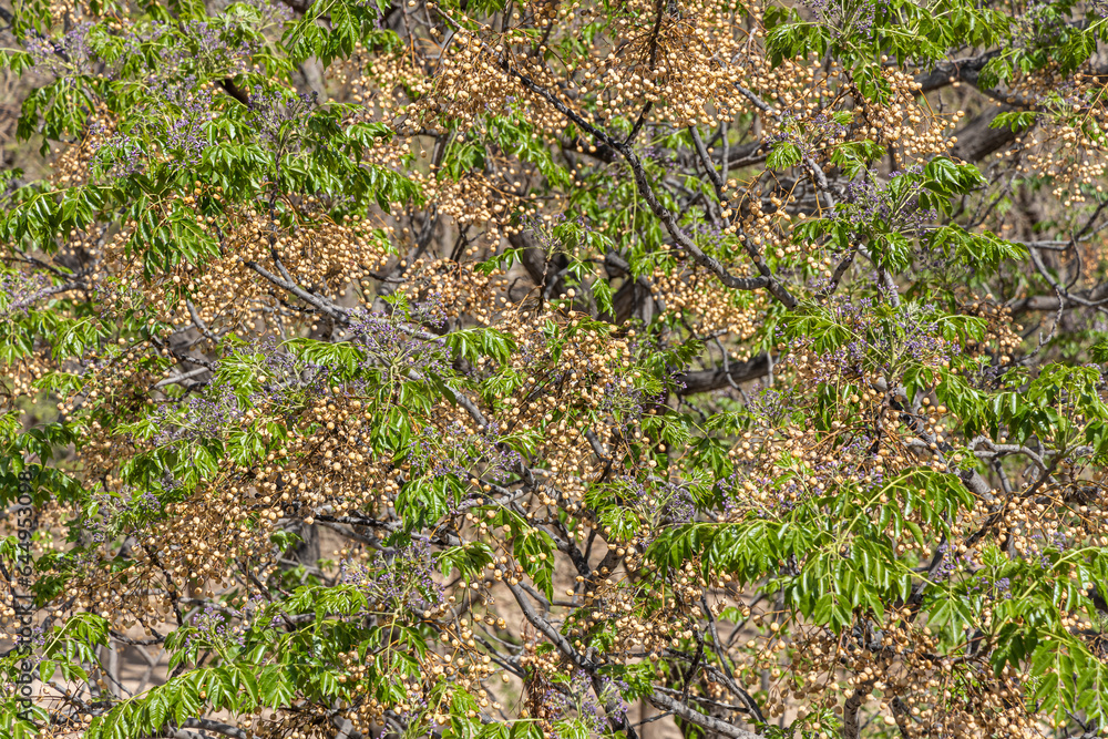 Twigs of Melia azedarach trees with young green leaves and brown seeds and violet flowers in summer in a park Twigs of Melia azedarach trees with young green leaves and brown seeds and violet flowers in summer in a park