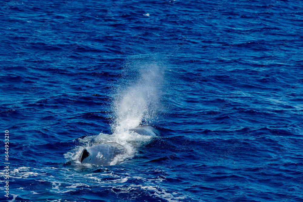 Obraz premium spermwhale on sea surface Sperm Whale blowing and breathing in mediterranean sea