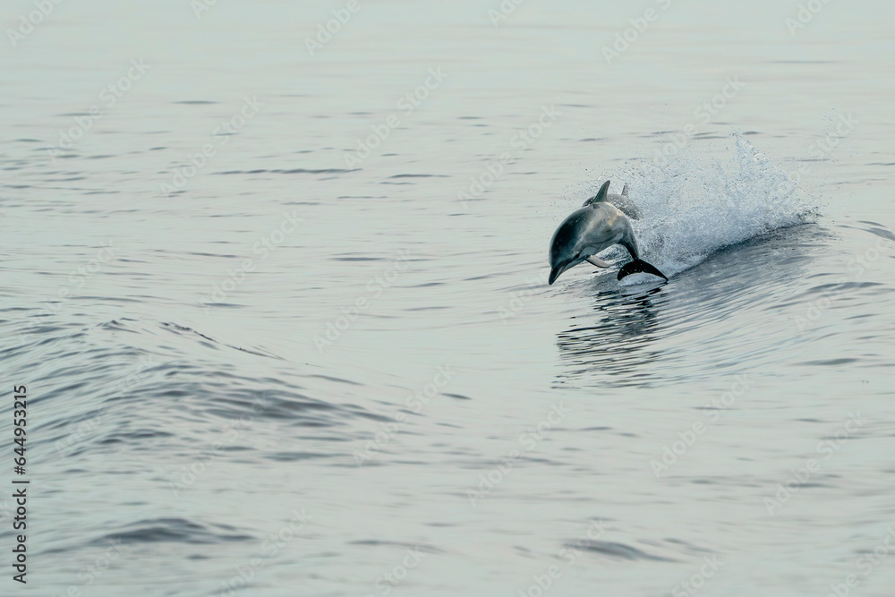 Obraz premium striped dolphins jumping wild and free striped dolphin, Stenella coeruleoalba, in the coast of Genoa, Ligurian Sea, Italy at sunset