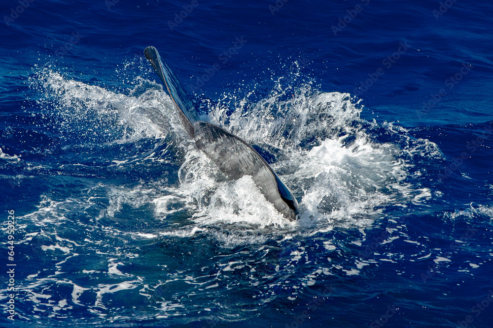 Fototapeta premium spermwhale on sea surface Sperm Whale diving tail detail somersault in mediterranean sea