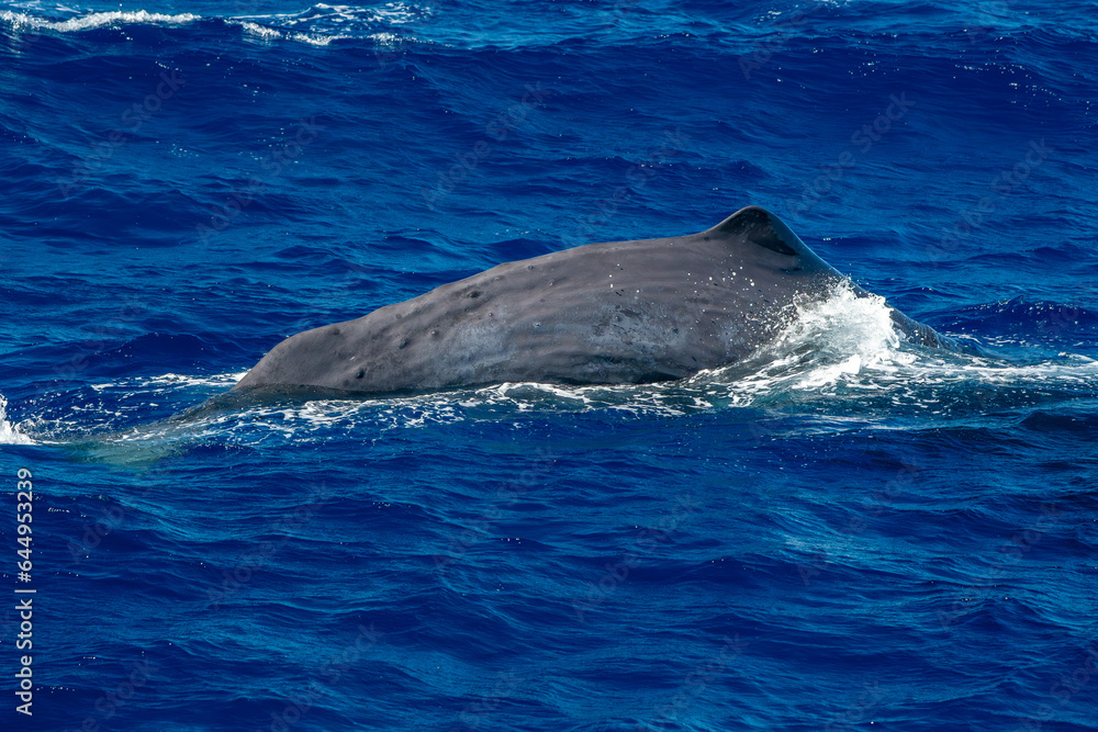 Fototapeta premium spermwhale on sea surface Sperm Whale diving at sunset in mediterranean sea