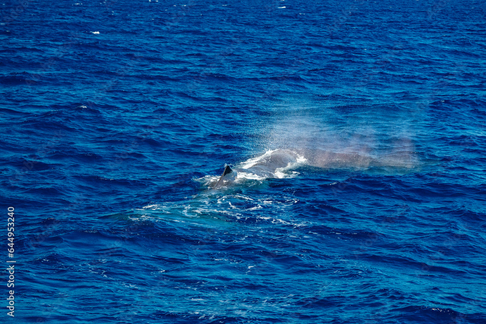 spermwhale on sea surface Sperm Whale blowing and breathing in mediterranean sea spermwhale on sea surface Sperm Whale blowing and breathing in mediterranean sea